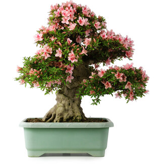 Rhododendron indicum Nyohozan, 66 cm, ± 30 jaar oud