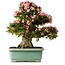 Rhododendron indicum Nyohozan, 66 cm, ± 30 ans, avec un nebari de 20 cm