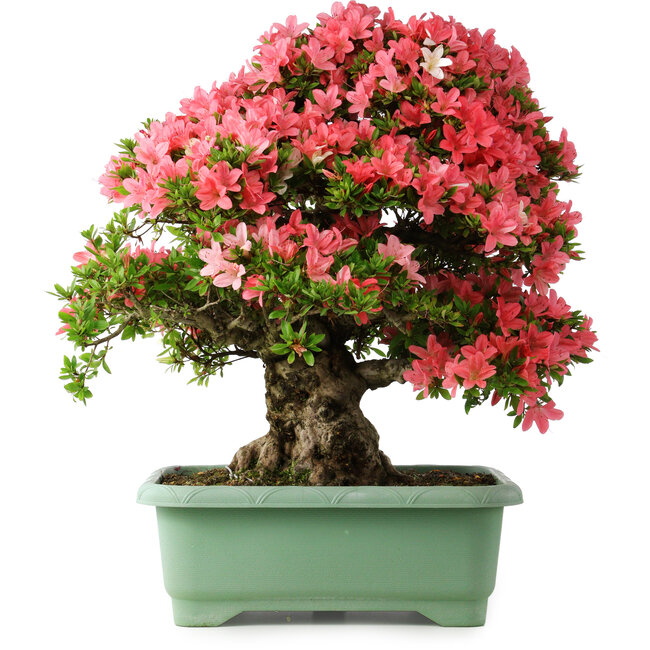Rhododendron indicum Shin Nikko, 65 cm, ± 30 anni, con un nebari di 20 cm
