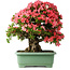 Rhododendron indicum Shin Nikko, 65 cm, ± 30 años, con un nebari de 20 cm