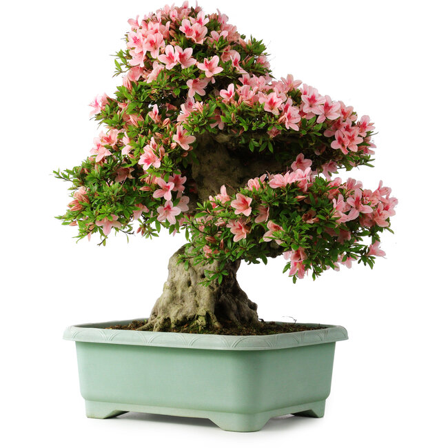 Rhododendron indicum Nyohozan, 66 cm, ± 30 ans, avec un nebari de 20 cm