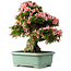 Rhododendron indicum Nyohozan, 66 cm, ± 30 jaar oud, met een nebari van 20 cm