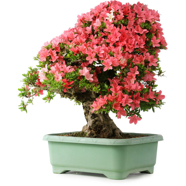 Rhododendron indicum Shin Nikko, 65 cm, ± 30 jaar oud, met een nebari van 20 cm