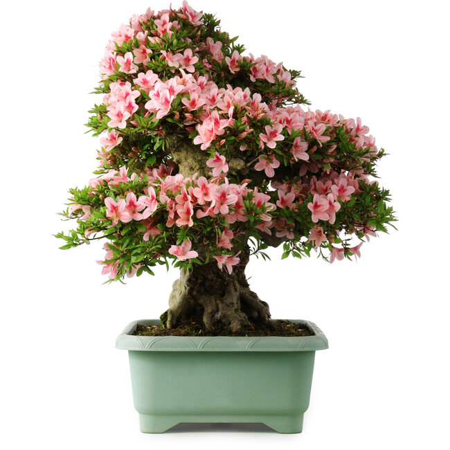 Rhododendron indicum Nyohozan, 66 cm, ± 30 years old, with a nebari of 20 cm