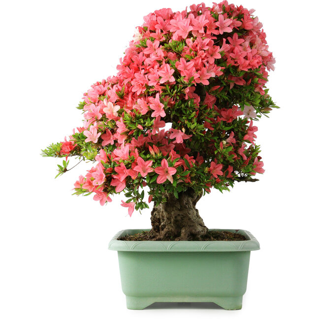 Rhododendron indicum Shin Nikko, 65 cm, ± 30 anni, con un nebari di 20 cm