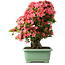 Rhododendron indicum Shin Nikko, 65 cm, ± 30 jaar oud, met een nebari van 20 cm