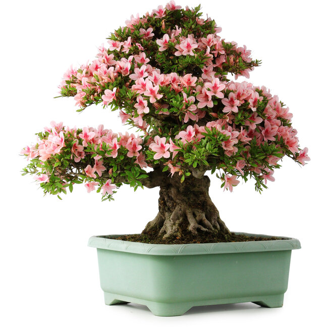Rhododendron indicum Nyohozan, 66 cm, ± 30 jaar oud, met een nebari van 20 cm