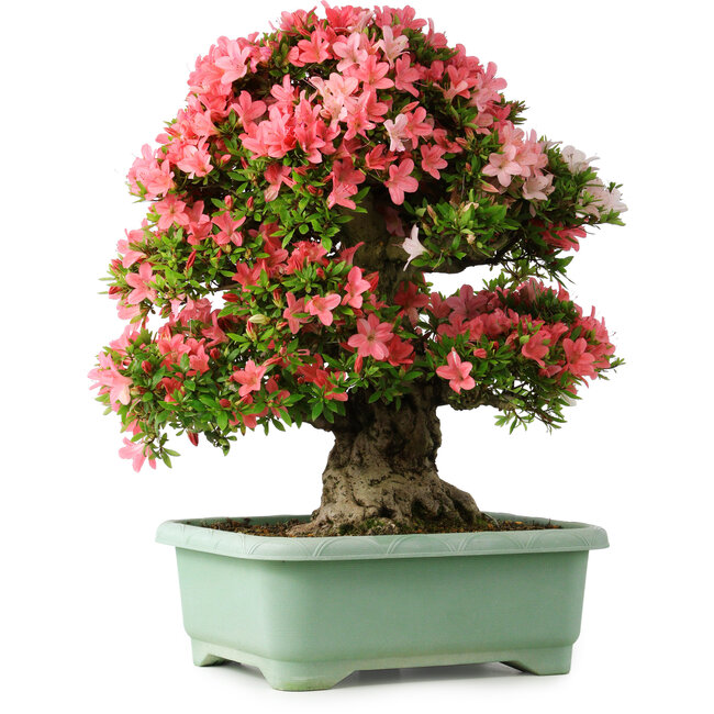 Rhododendron indicum Shin Nikko, 65 cm, ± 30 anni, con un nebari di 20 cm