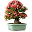 Rhododendron indicum Shin Nikko, 65 cm, ± 30 jaar oud, met een nebari van 20 cm