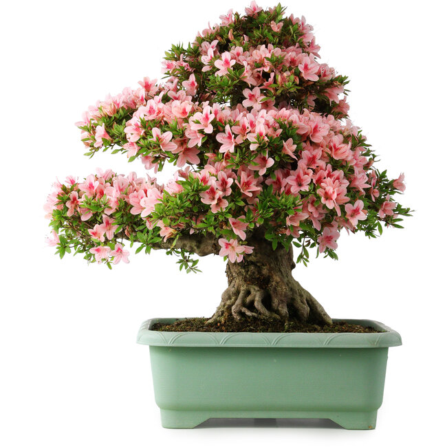 Rhododendron indicum Nyohozan, 66 cm, ± 30 años, con un nebari de 20 cm