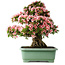Rhododendron indicum Nyohozan, 66 cm, ± 30 jaar oud, met een nebari van 20 cm