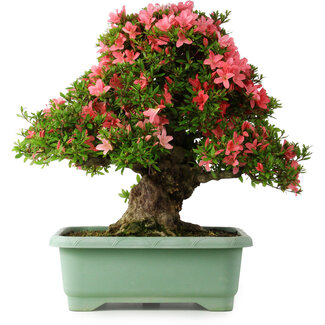 Rhododendron indicum Shin Nikko, 57 cm, ± 30 jaar oud