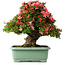 Rhododendron indicum Shin Nikko, 57 cm, ± 30 jaar oud, met een nebari van 17 cm