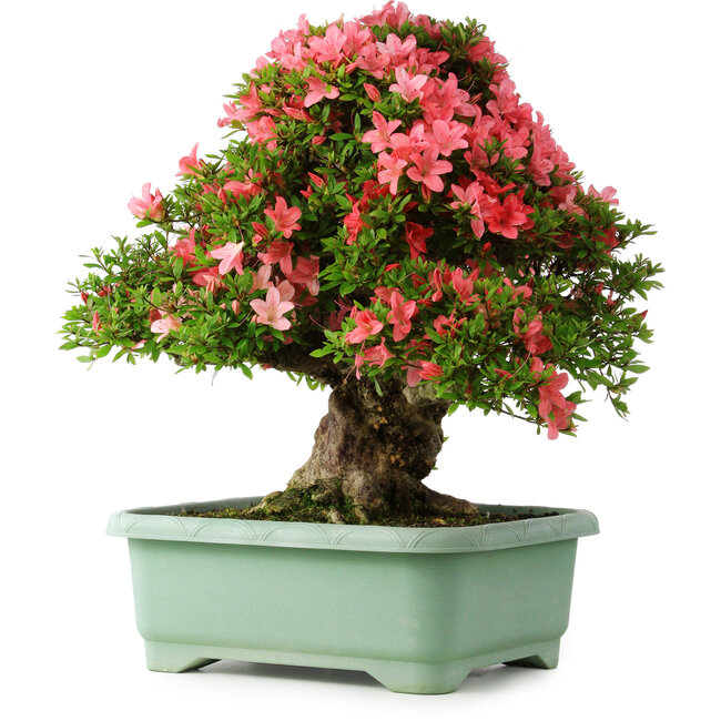 Rhododendron indicum Shin Nikko, 57 cm, ± 30 ans, avec un nebari de 17 cm