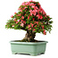 Rhododendron indicum Shin Nikko, 57 cm, ± 30 ans, avec un nebari de 17 cm