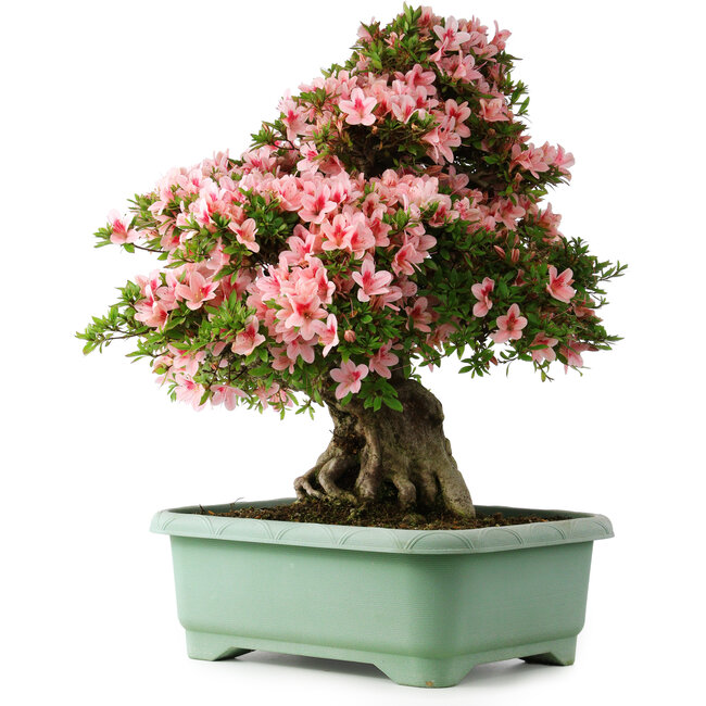 Rhododendron indicum Nyohozan, 66 cm, ± 30 años, con un nebari de 20 cm