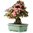 Rhododendron indicum Nyohozan, 66 cm, ± 30 jaar oud, met een nebari van 20 cm