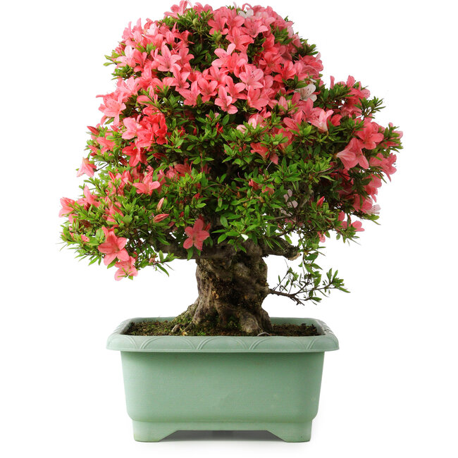 Rhododendron indicum Shin Nikko, 57 cm, ± 30 anni, con un nebari di 17 cm