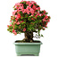 Rhododendron indicum Shin Nikko, 57 cm, ± 30 jaar oud, met een nebari van 17 cm