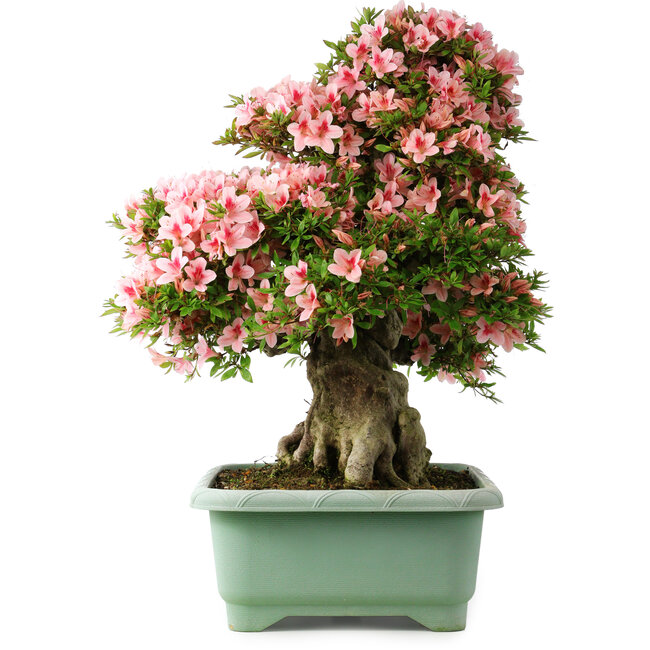 Rhododendron indicum Nyohozan, 66 cm, ± 30 Jahre alt, mit einem Nebari von 20 cm
