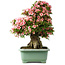 Rhododendron indicum Nyohozan, 66 cm, ± 30 ans, avec un nebari de 20 cm