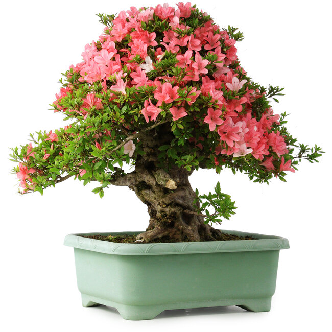 Rhododendron indicum Shin Nikko, 57 cm, ± 30 ans, avec un nebari de 17 cm