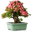 Rhododendron indicum Shin Nikko, 57 cm, ± 30 Jahre alt, mit einem Nebari von 17 cm