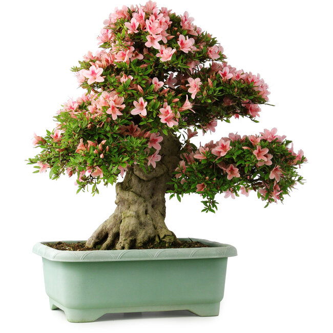 Rhododendron indicum Nyohozan, 66 cm, ± 30 anni, con un nebari di 20 cm