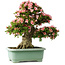 Rhododendron indicum Nyohozan, 66 cm, ± 30 ans, avec un nebari de 20 cm
