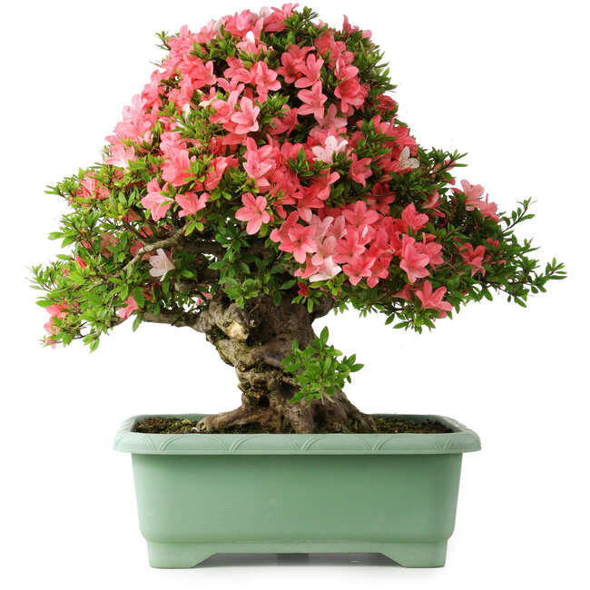 Rhododendron indicum Shin Nikko, 57 cm, ± 30 anni, con un nebari di 17 cm