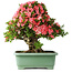 Rhododendron indicum Shin Nikko, 57 cm, ± 30 jaar oud, met een nebari van 17 cm