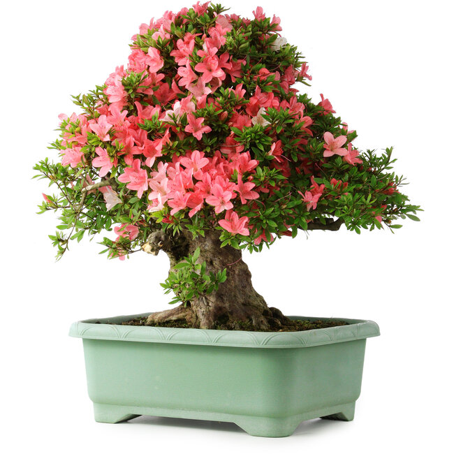 Rhododendron indicum Shin Nikko, 57 cm, ± 30 jaar oud, met een nebari van 17 cm
