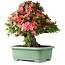 Rhododendron indicum Shin Nikko, 57 cm, ± 30 Jahre alt, mit einem Nebari von 17 cm