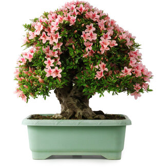 Rhododendron indicum Nyohozan, 56 cm, ± 30 Jahre alt