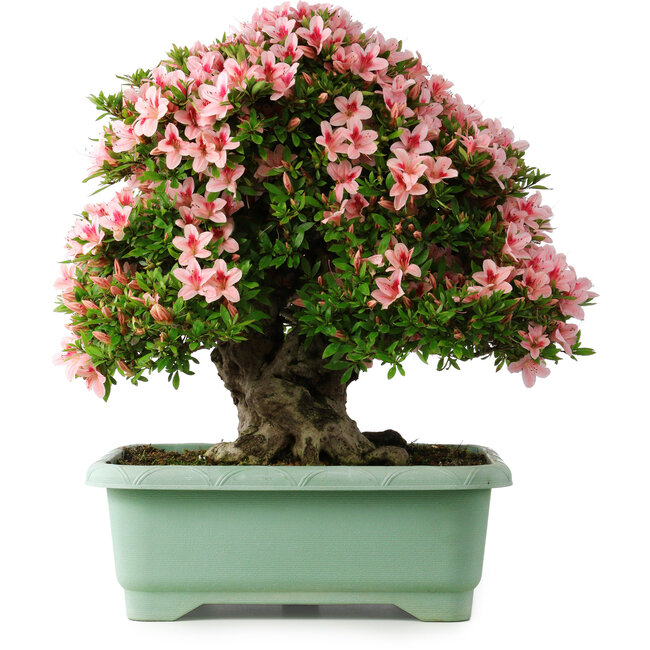 Rhododendron indicum Nyohozan, 56 cm, ± 30 años, con un nebari de 22 cm