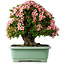 Rhododendron indicum Nyohozan, 56 cm, ± 30 jaar oud, met een nebari van 22 cm