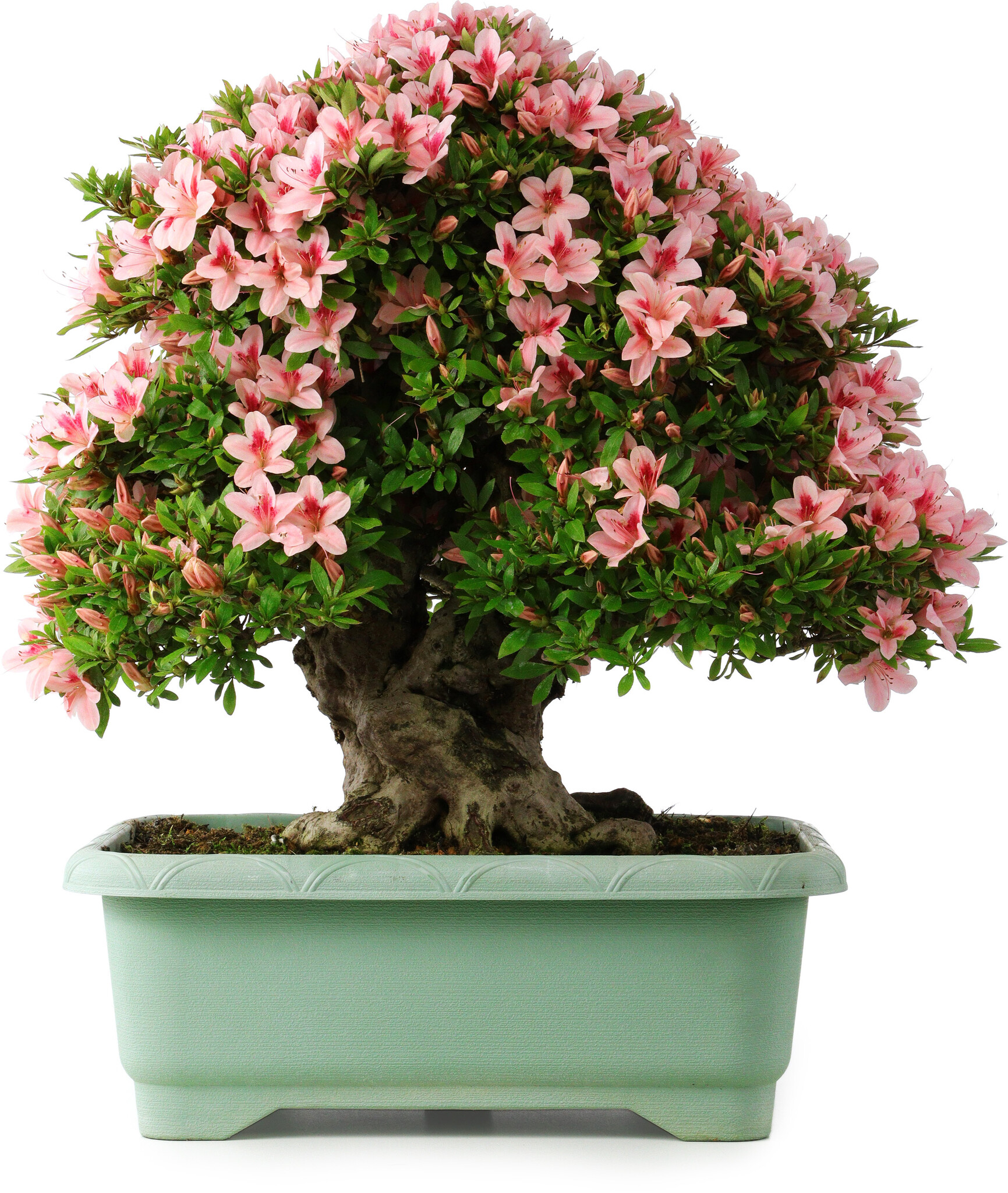 green giant thuja arborvitae Thuja Green Giant main image 0