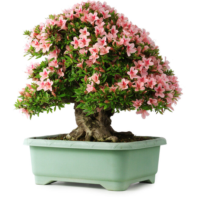 Rhododendron indicum Nyohozan, 56 cm, ± 30 years old, with a nebari of 22 cm