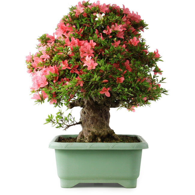 Rhododendron indicum Shin Nikko, 57 cm, ± 30 years old, with a nebari of 17 cm