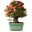 Rhododendron indicum Shin Nikko, 57 cm, ± 30 Jahre alt, mit einem Nebari von 17 cm