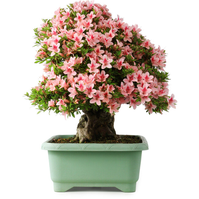 Rhododendron indicum Nyohozan, 56 cm, ± 30 anni, con un nebari di 22 cm