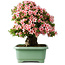 Rhododendron indicum Nyohozan, 56 cm, ± 30 ans, avec un nebari de 22 cm