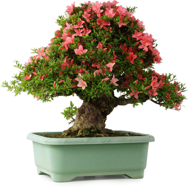 Rhododendron indicum Shin Nikko, 57 cm, ± 30 anni, con un nebari di 17 cm