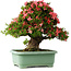 Rhododendron indicum Shin Nikko, 57 cm, ± 30 Jahre alt, mit einem Nebari von 17 cm