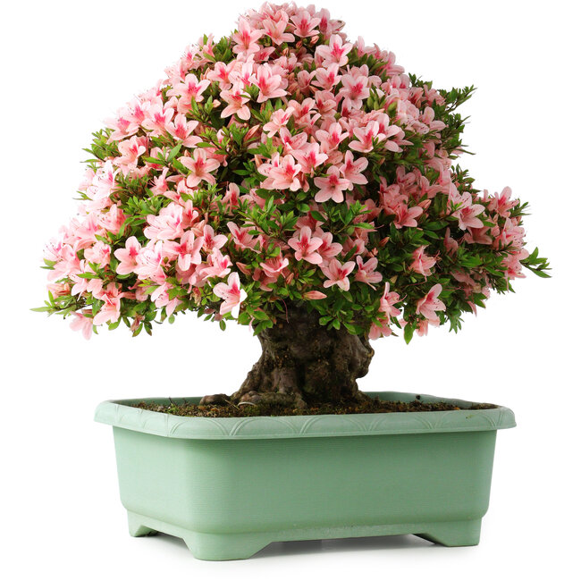 Rhododendron indicum Nyohozan, 56 cm, ± 30 ans, avec un nebari de 22 cm