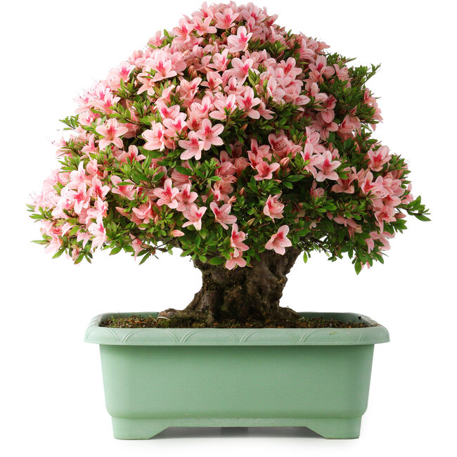 Rhododendron indicum Nyohozan, 56 cm, ± 30 ans, avec un nebari de 22 cm