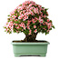 Rhododendron indicum Nyohozan, 56 cm, ± 30 jaar oud, met een nebari van 22 cm