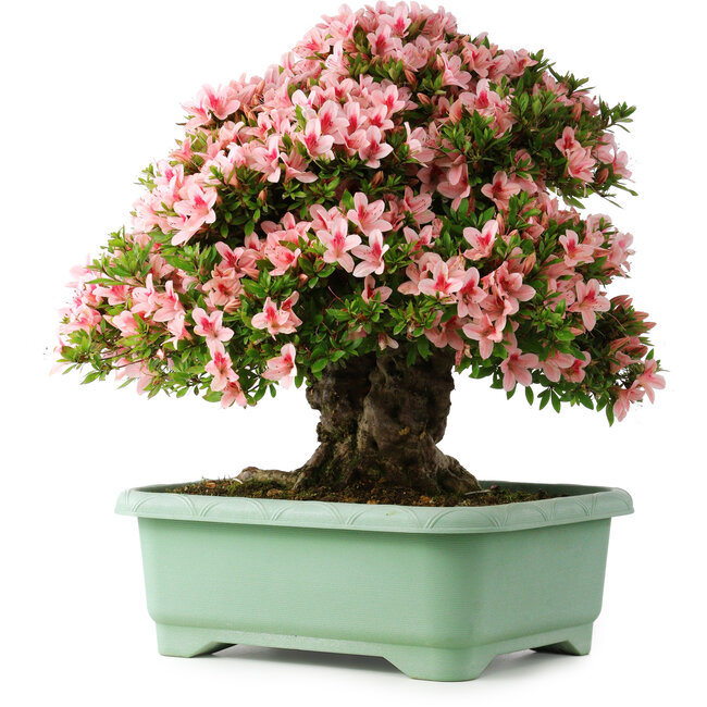 Rhododendron indicum Nyohozan, 56 cm, ± 30 jaar oud, met een nebari van 22 cm