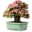 Rhododendron indicum Nyohozan, 56 cm, ± 30 jaar oud, met een nebari van 22 cm