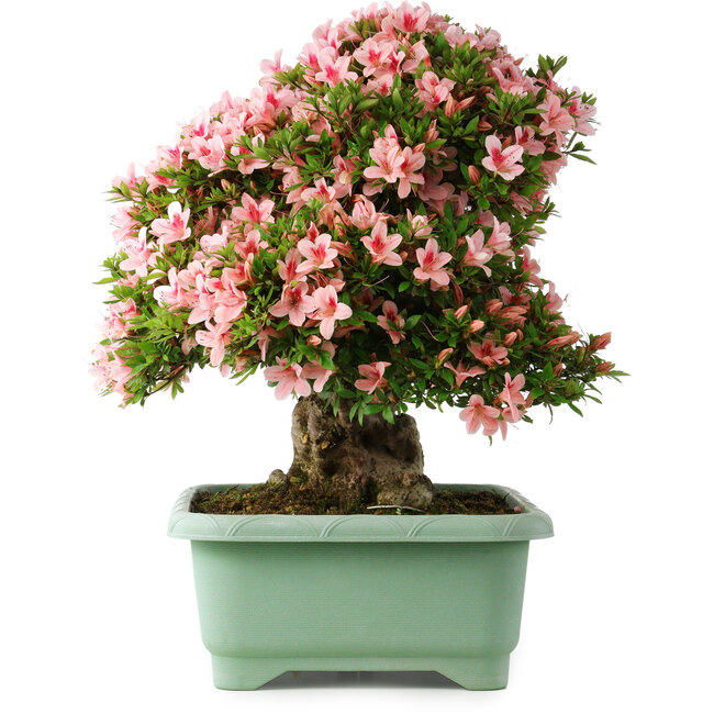Rhododendron indicum Nyohozan, 56 cm, ± 30 ans, avec un nebari de 22 cm